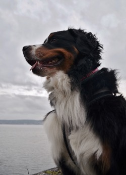 BERNESE MOUNTAIN GOAT