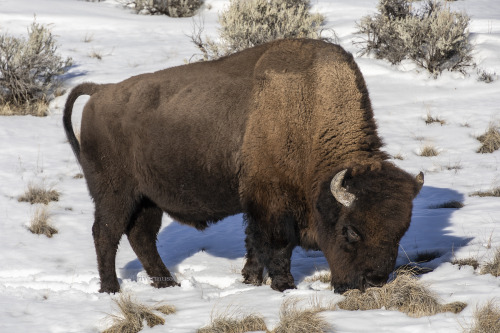 riverwindphotography:A young female Bison porn pictures