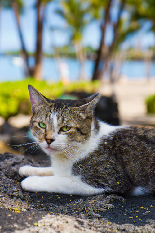 Anaeho'omalu Beach, Hawaii (by photo-esq)