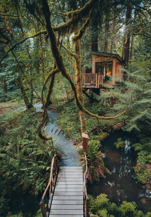 delightedobserverintraining:  maureen2musings: Mossy forest…and a treehouse… babytraven    💖