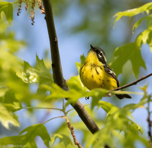 brooklynbridgebirds: Magnolia WarblerBrooklyn Bridge Park, Pier 1