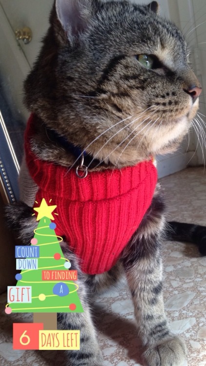 lucifer-thetabby: Ugly Sweater Time!