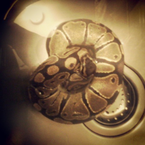 Oh no there’s a snake floating in my sink, lmao. He was floating all over the place..