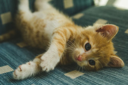 sinkling:  Redhead. by anne.puhlmann on Flickr.