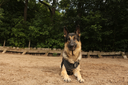 Dog beach!