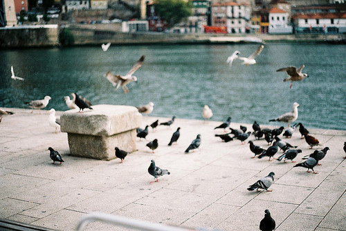 petalier: @WeHeartIt /wildflowers0ul