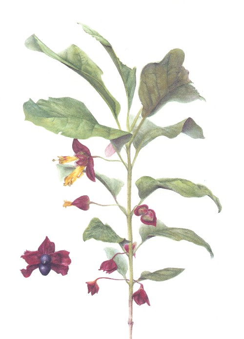 pnwbotany: Common name: Bearberry Honeysuckle, Twinberry Scientific name: Lonicera involucrata Famil