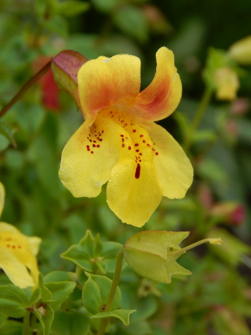 Erythranthe naiandina, apinankukka