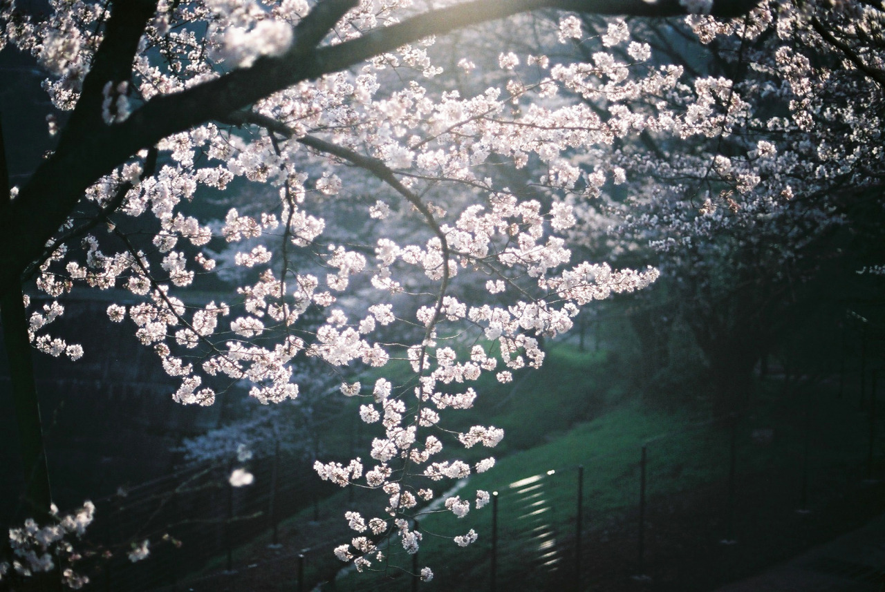 zyu10:  Kyoto, Japan, 2015 