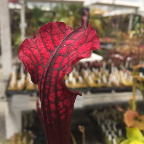 The color of this Sarracenia x ‘Dana’s Delight’ is positively electric!
