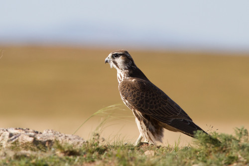 Saker Falcon (Falco cherrug) &gt;&gt;by Otgonbayar Baatargal