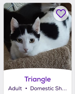 himfluenza:himfluenza:A collection of cats from southern utahs petfinder Gandalf