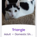 himfluenza:himfluenza:A collection of cats from southern utahs petfinder Gandalf