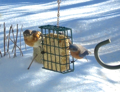 We had bluebirds on the suet, right here in town this afternoon! :-) They must be having trouble fin