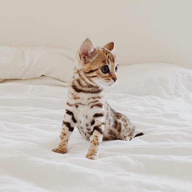 darlingitsfabulous:manki000:  darlingitsfabulous:manki000:  Úristen! kell nekem