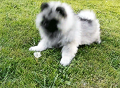 theseweirddreams:  Keeshond Puppy vs Dandelion (x)         