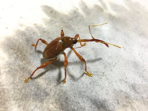 zooophagous: archiemcphee:  Lets join the Department of Gorgeous Glass Art as they pick up their loupes to marvel at these life-size glass insects created by Japanese sculptor Yuki Tsunoda, including the only mosquitos we won’t swat. Tsunoda creates