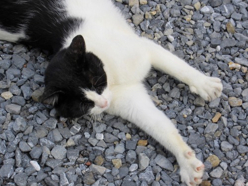 ohnopicturesofanothercat: All I did was talk to this neighborhood kitty a little and it started doin