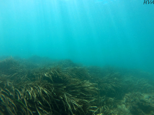 Posidonia oceanica - El Campello