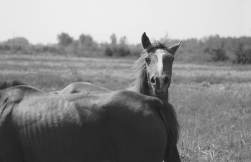 monochromebeauty: whinny wild horses Hossein Mehrzad