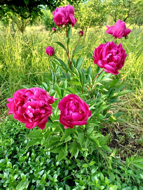 I love working in the orchard garden in the evenings, but this period at the beginning of summer is 