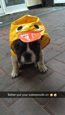 awwww-cute:My French bulldog is ready to face the elements