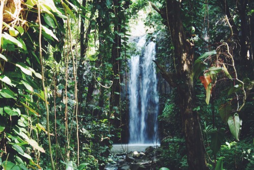 theadventurechild:Jungle/tropical blog