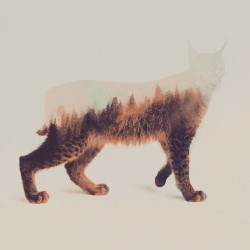 laughingsquid:  Beautiful Photo Series That Uses Double Exposure to Combine the Beauty of Nature With the Residing Wildlife