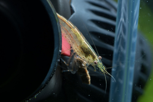 findtheapex:
“ Hungry Amano on Flickr.
”