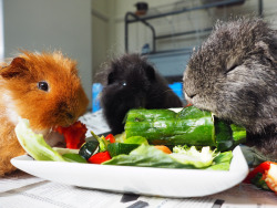 guineapiggies:  Sarah Barralet 	  	 				 					 						 					 				 			      	  	 		 			- Dorito, Pepper and Teddy enjoying a guinea pig picnic