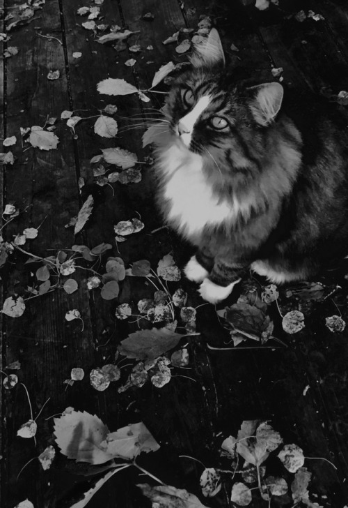 sysgygy:Stella
