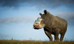 bestianatura:  This rhino had been badly