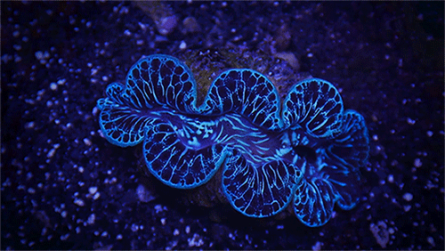 asylum-art:An Extraordinary Macro Timelapse of Aquatic Wildlife by Sandro BocciThe above clip is a trailer of sorts for an upcoming non-verbal film titled Prograve by Italian filmmaker and documentarist Sandro Bocci. The feature is billed as (translated