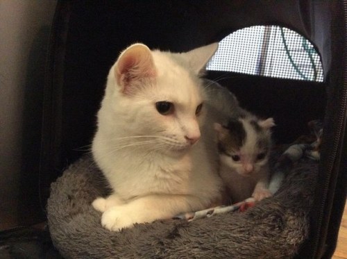 blackbirdandthefox: catsbeaversandducks: Benny The Surrogate Cat Dad Benny gets the most joy wh