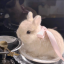 abbunny8