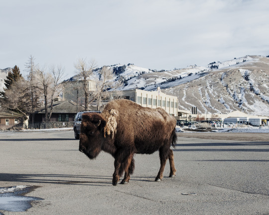Bison near the Entrance of Yellowstone Park, Gardener, MT.