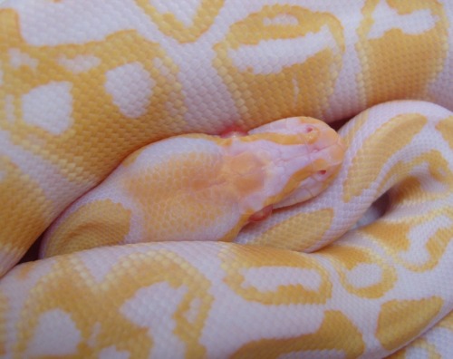 Albino Royal Python at 888 Reptiles