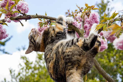 mostlycatsmostly:  Esther’s Tree Explorations  (by aj 1982) 