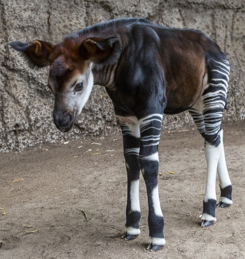 sdzoo:Who’s this? Meet Mosi, a floppy-eared okapi calf born at the San Diego Zo