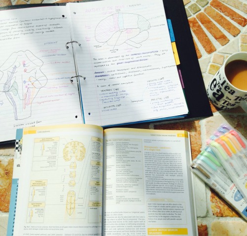 quilavastudy:  Sunny days