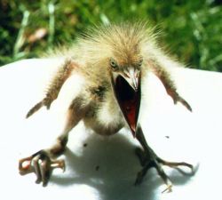 captcreate:So believe it or not but this is a real animal. It’s called the American Bittern baby chick.    Get me a fucking coffee!