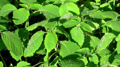 The wood after rain: jewelweed bejeweled.I guess that’s how it got its name.