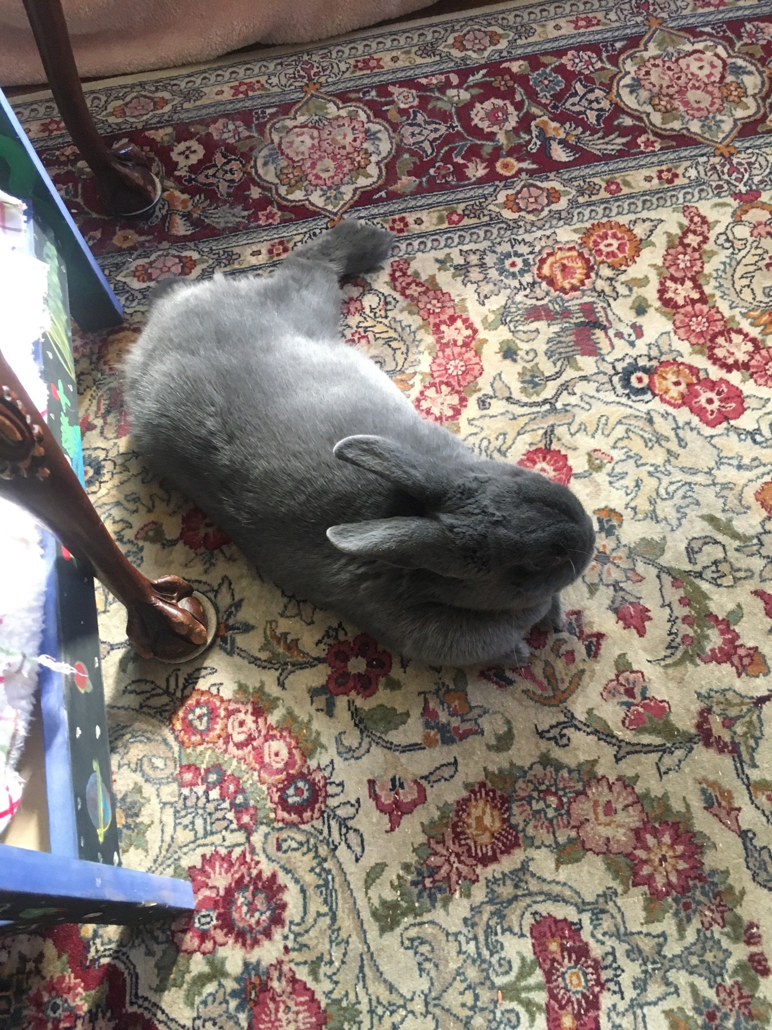 helpmedudes:soothifying:You have come across a good luck bunny. Go like this video