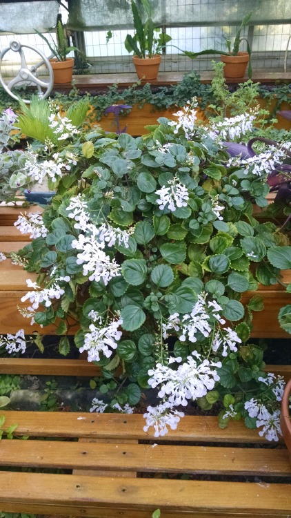 11/2/16: Plectranthus australis, “Swedish Ivy”; a fast growing flowering plant species native to Aus