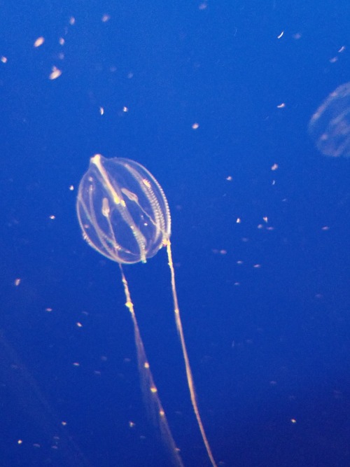 kvarenje:Some favorite Monterey Bay Aquarium photos, part 1