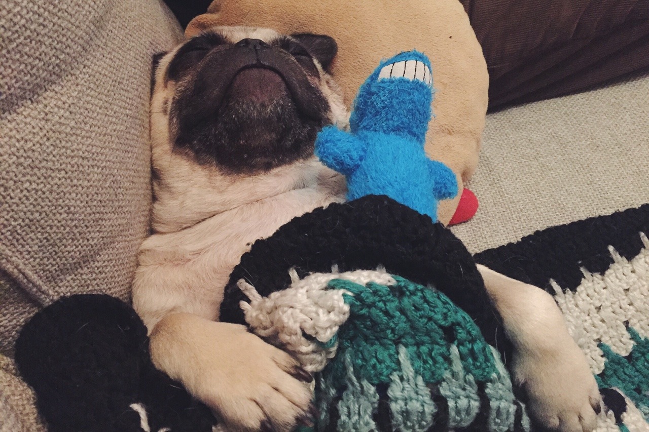 homerjaypug:  99 sw33tdreams 