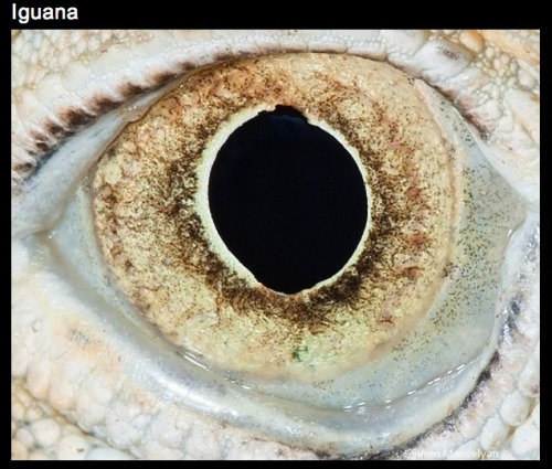 stilestrialsofhale:  thatscienceguy:  The Eyes of Nature  what the fuck llamas 