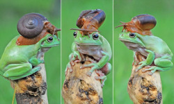 animals-riding-animals:  snail riding frog   hat