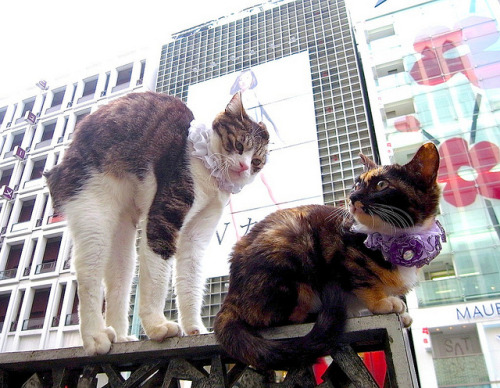 Cats of Ginza