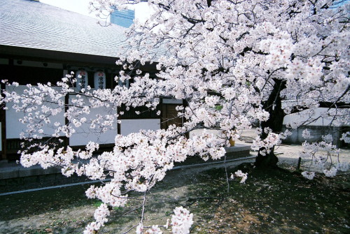 ourbedtimedreams: blossoms on backyard by Atsuhiko Takagi